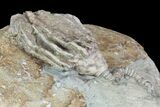 Bargain Crinoid (Macrocrinus) Fossil - Crawfordsville, Indiana #94807-1